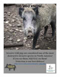 The Wild Boar